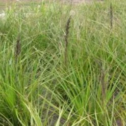 Shrubs Gahnia Sieberiana Border Plants