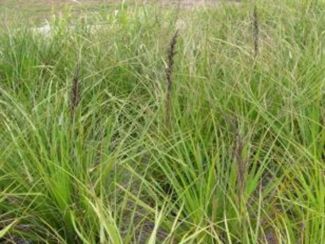 Shrubs Gahnia Sieberiana Border Plants 3 Shrubs Gahnia Sieberiana Border Plants