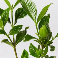 Hedge Gardenia Augusta Florida 11 Hedge Gardenia Augusta Florida