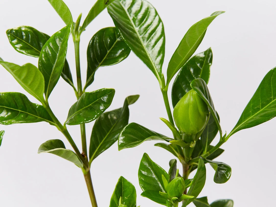 Hedge Gardenia Augusta Florida 7 Hedge Gardenia Augusta Florida