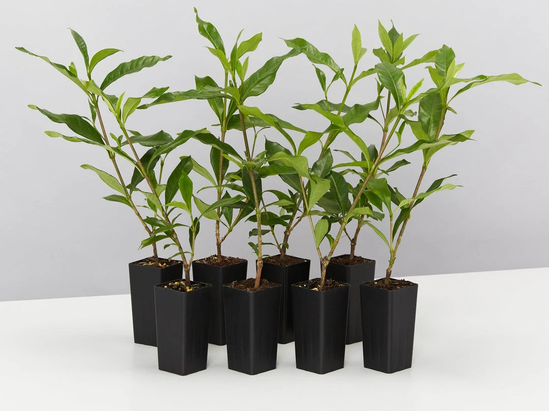 Hedge Shrubs Gardenia Augusta Four Seasons 3 Hedge Shrubs Gardenia Augusta Four Seasons