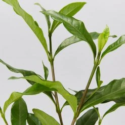 Hedge Shrubs Gardenia Augusta Four Seasons 8 Hedge Shrubs Gardenia Augusta Four Seasons