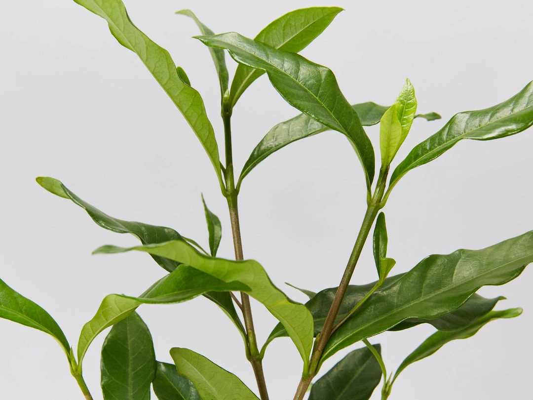 Hedge Shrubs Gardenia Augusta Four Seasons 5 Hedge Shrubs Gardenia Augusta Four Seasons