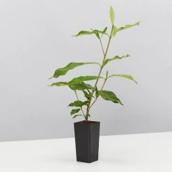 Hedge Shrubs Gardenia Augusta Four Seasons 9 Hedge Shrubs Gardenia Augusta Four Seasons