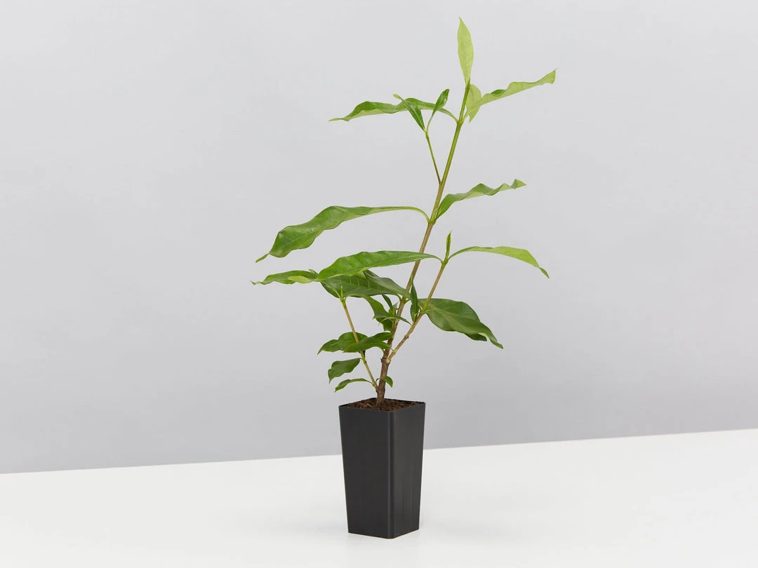 Hedge Shrubs Gardenia Augusta Four Seasons 6 Hedge Shrubs Gardenia Augusta Four Seasons