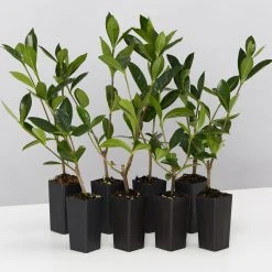 Hedge Gardenia Augusta Golden Magic