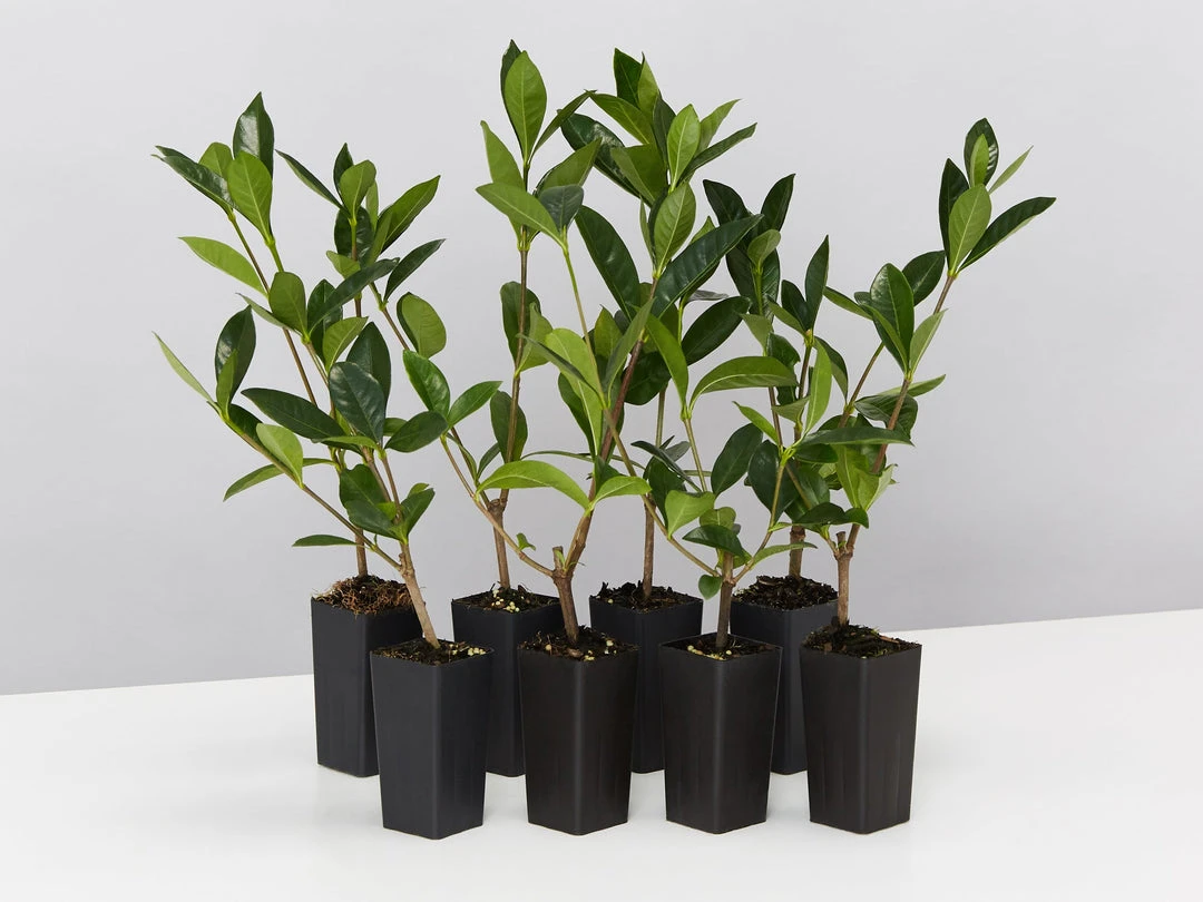 Hedge Gardenia Augusta Golden Magic 3 Hedge Gardenia Augusta Golden Magic