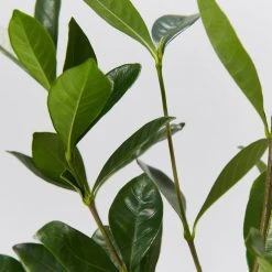 Hedge Gardenia Augusta Golden Magic 8 Hedge Gardenia Augusta Golden Magic