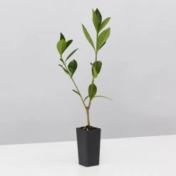 Hedge Gardenia Augusta Golden Magic