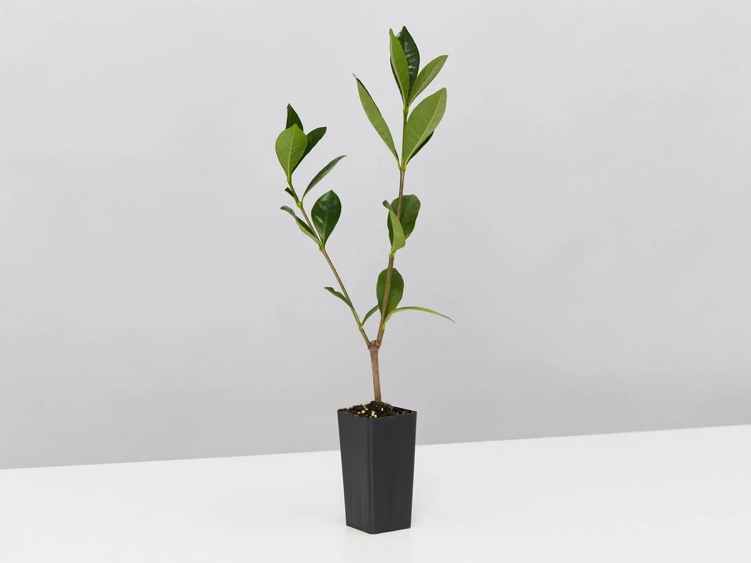 Hedge Gardenia Augusta Golden Magic 4 Hedge Gardenia Augusta Golden Magic