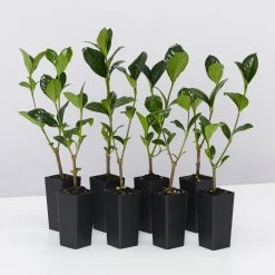 Hedge Gardenia Augusta Magnifica