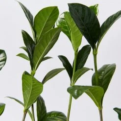 Hedge Shrubs Gardenia Augusta Ocean Pearl