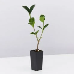 Hedge Shrubs Gardenia Augusta Ocean Pearl