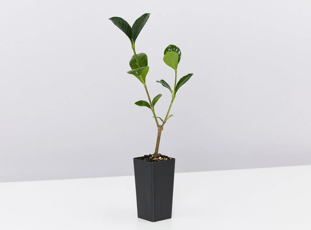 Shrubs Climbing Plants She's All That - The Flowering Pack 5 Shrubs Climbing Plants She's All That - The Flowering Pack