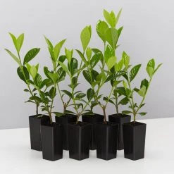 Hedge Shrubs Gardenia Augusta Professor Pucci