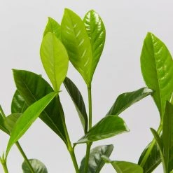 Hedge Shrubs Gardenia Augusta Professor Pucci