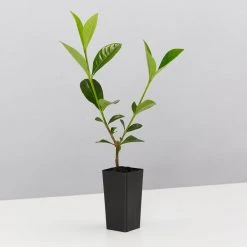 Hedge Shrubs Gardenia Augusta Professor Pucci