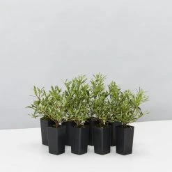 Hedge Shrubs Gardenia Augusta Radicans Variegata