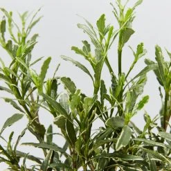 Hedge Shrubs Gardenia Augusta Radicans Variegata