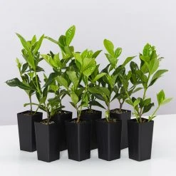 Hedge Gardenia Augusta Florida