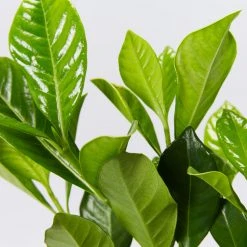 Hedge Gardenia Augusta Florida 9 Hedge Gardenia Augusta Florida