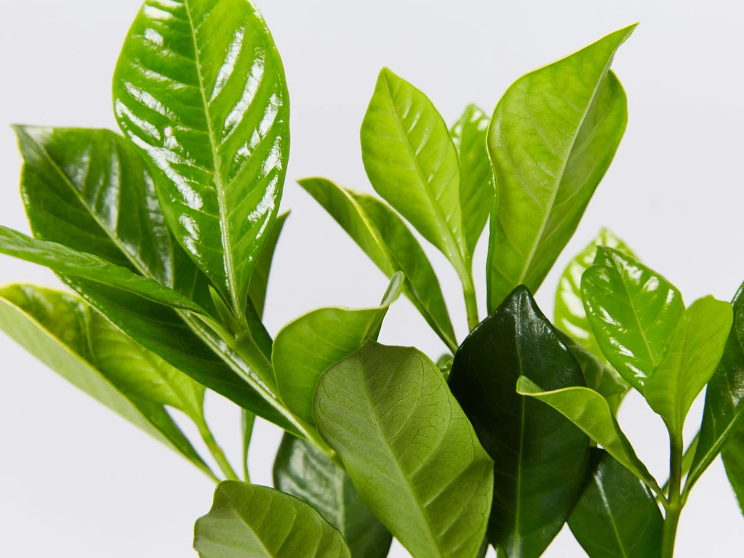 Hedge Gardenia Augusta Florida 5 Hedge Gardenia Augusta Florida