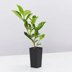 Hedge Gardenia Augusta Florida 10 Hedge Gardenia Augusta Florida