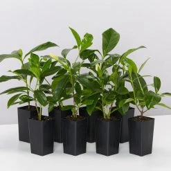 Shrubs Gardenia Augusta Forever More (2m Tall)