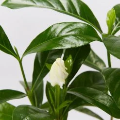 Shrubs Gardenia Augusta Forever More (2m Tall)