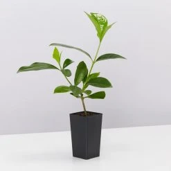 Shrubs Gardenia Augusta Forever More (2m Tall)