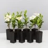 Hedge Gardenia Grandiflora Star