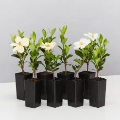 Hedge Gardenia Grandiflora Star