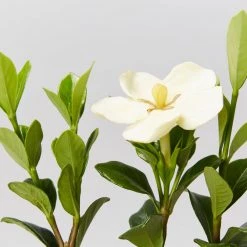 Hedge Gardenia Grandiflora Star