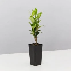 Hedge Gardenia Grandiflora Star