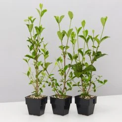 Hedge Gardenia Augusta Magnifica - 85mm (Taller Size) Shrubs