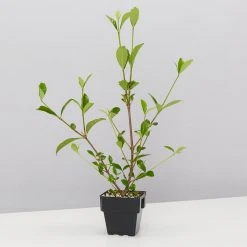 Hedge Gardenia Augusta Magnifica - 85mm (Taller Size) Shrubs