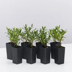 Ozbreed Shrubs Gardenia Augusta O So Fine™ Pbr