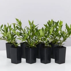 Shrubs Gardenia Augusta Radicans Low-Growing Plant Pack