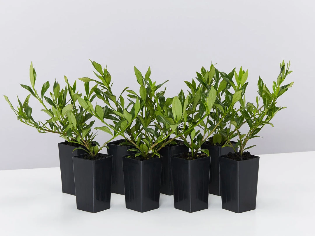 Shrubs Gardenia Augusta Radicans Low-Growing Plant Pack 3 Shrubs Gardenia Augusta Radicans Low-Growing Plant Pack
