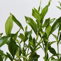 Shrubs Gardenia Augusta Radicans Low-Growing Plant Pack 13 Shrubs Gardenia Augusta Radicans Low-Growing Plant Pack