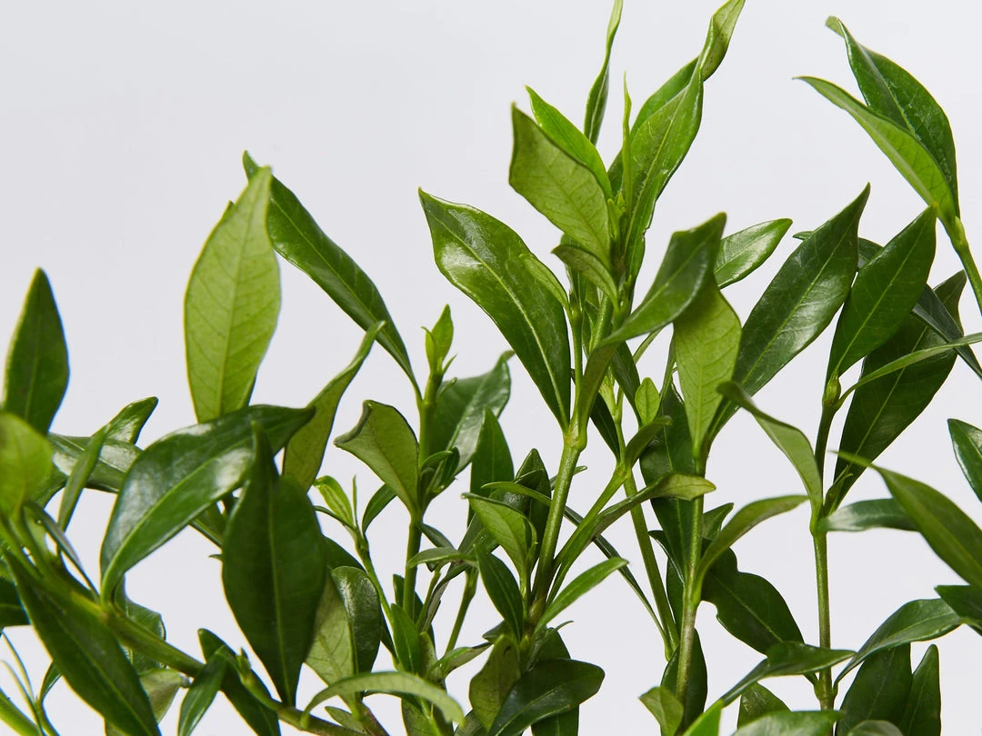 Shrubs Gardenia Augusta Radicans Low-Growing Plant Pack 7 Shrubs Gardenia Augusta Radicans Low-Growing Plant Pack