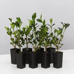 Hedge Gardenia True Love Hedging Plants