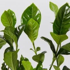 Hedge Gardenia True Love Hedging Plants