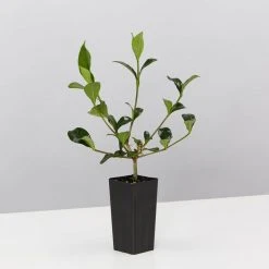 Hedge Gardenia True Love Hedging Plants