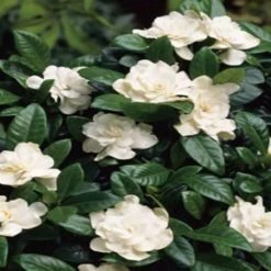 Hedge Gardenia Augusta Aimee Yoshiba