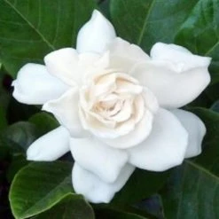 Hedge Gardenia Augusta Magnifica - 85mm (Taller Size) Shrubs
