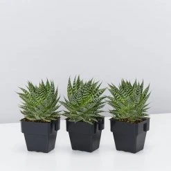 Succulents Gasteria Durban 85mm