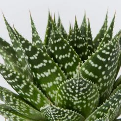 Succulents Gasteria Durban 85mm
