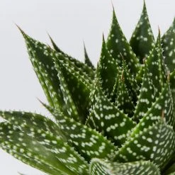 Succulents Gasteria Durban 85mm