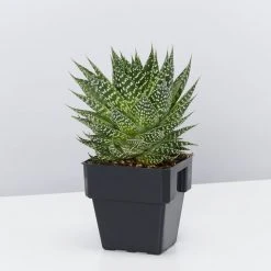 Succulents Gasteria Durban 85mm